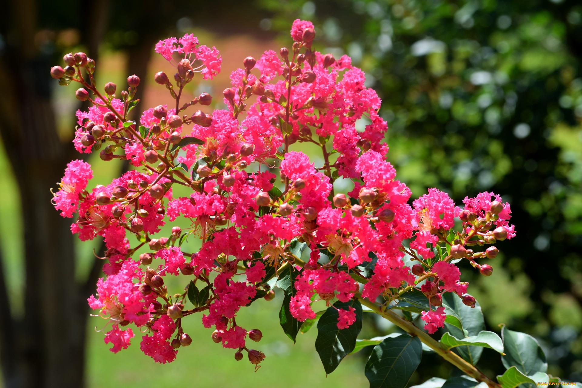 �����, ����������� , ��������� ������, �������, ������������, �����